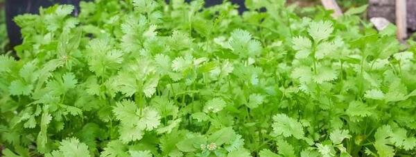 عکس گشنیز