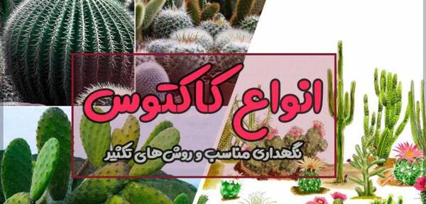 عکس کاکتوس خورشیدی