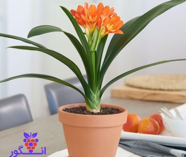 عکس کاکتوس خورشیدی