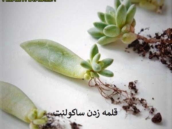 عکس کاکتوس خورشیدی