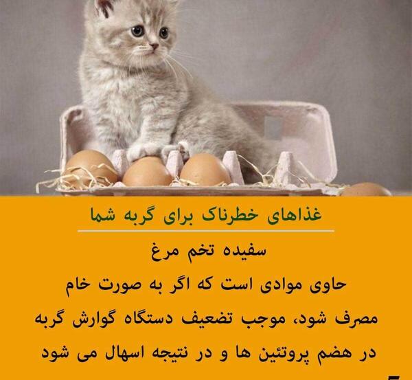 عکس گربه غذا