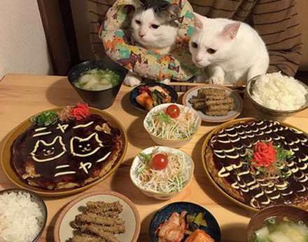 عکس گربه غذا