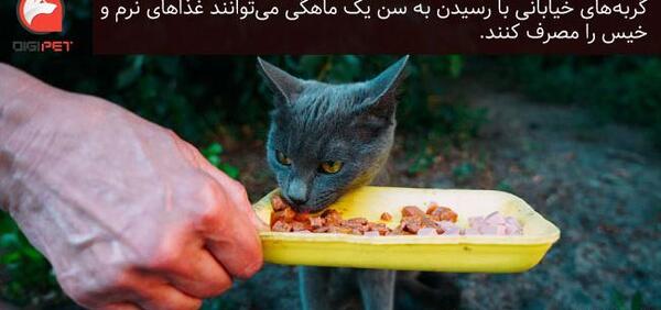 عکس گربه غذا