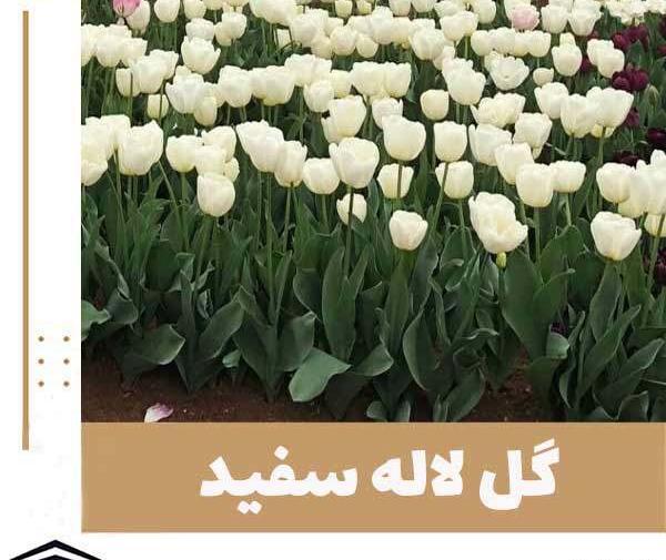 عکس سفید گل لاله