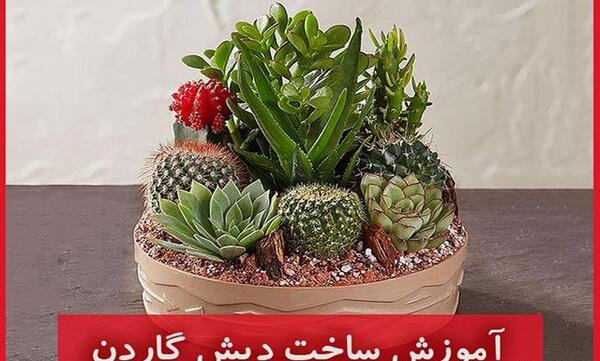 عکس کاکتوس جوجه تیغی