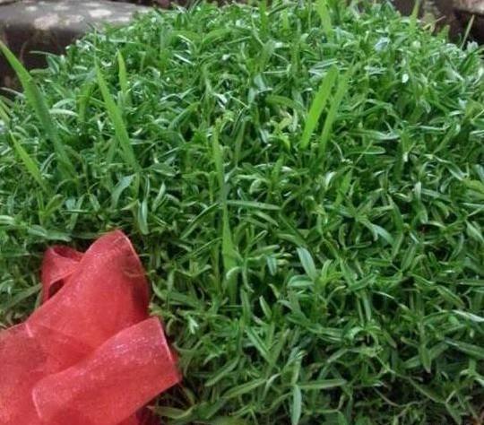 عکس سبز شدن گندم