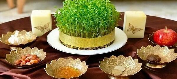 عکس سبز شدن گندم
