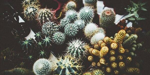 عکس کاکتوس رنگی
