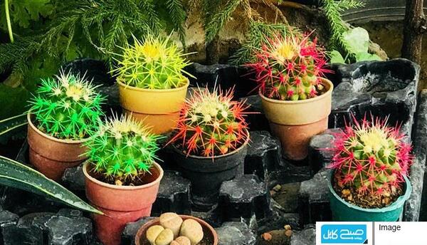 عکس کاکتوس رنگی