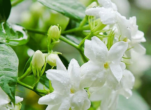عکس گل یاس وحشی