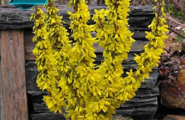 عکس گل یاس وحشی