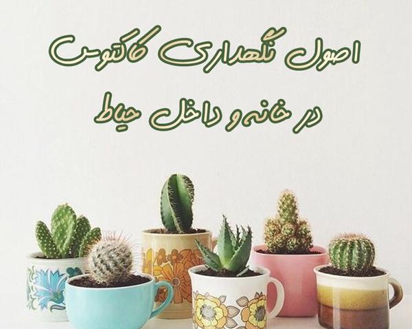 عکس کاکتوس کوچک