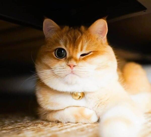 عکس گربه روزه