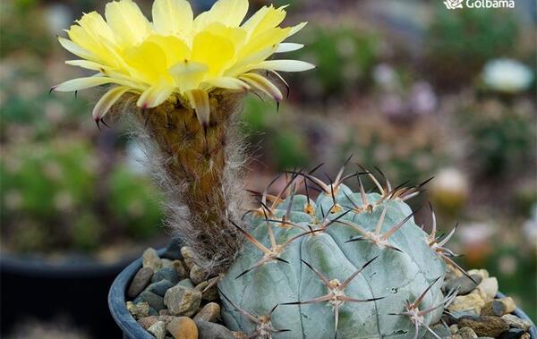 عکس کاکتوس عروسک