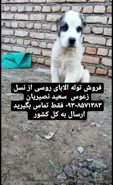 عکس سگ روسی