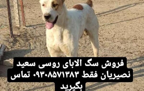 عکس سگ روسی