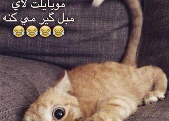 عکس گربه غمگین بدون متن