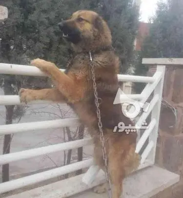 عکس سگ سرابی اصیل ایرانی