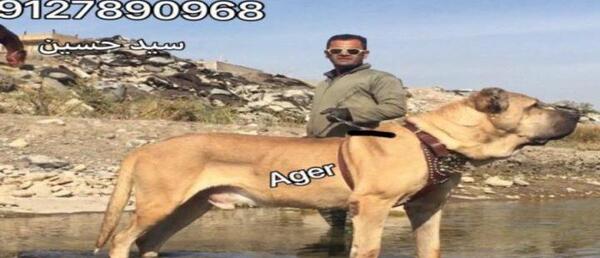 عکس سگ سرابی اصیل ایرانی