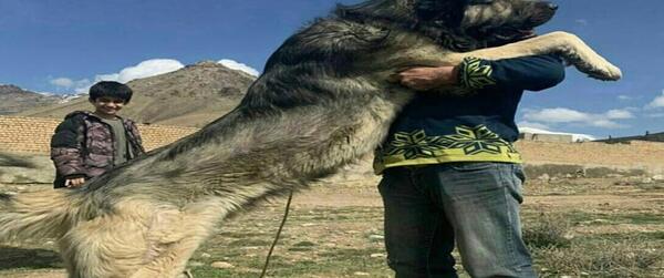 عکس سگ سرابی اصیل ایرانی
