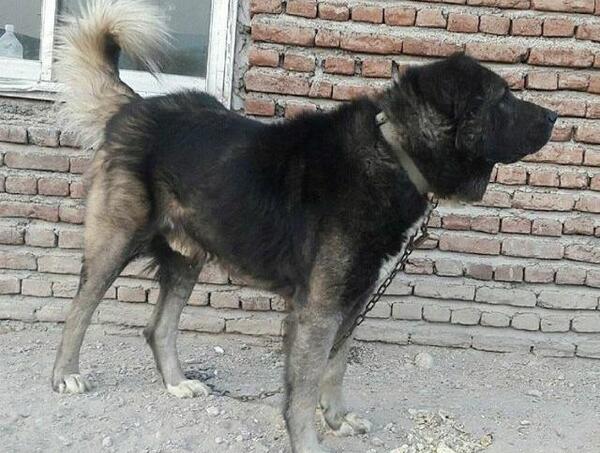 عکس سگ سرابی اصیل ایرانی