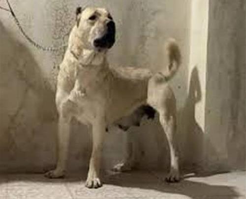 عکس سگ سرابی اصیل ایرانی