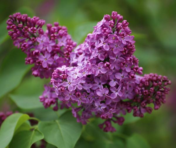 عکس یاس رونده