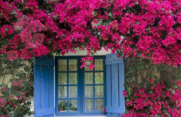 عکس یاس رونده