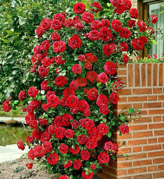 عکس یاس رونده