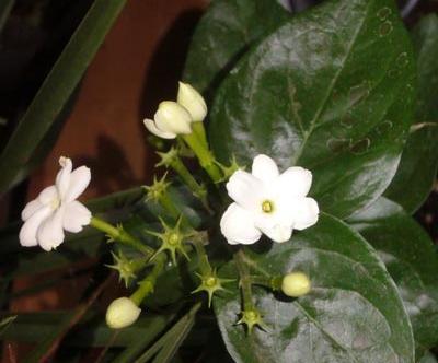 عکس یاس رونده