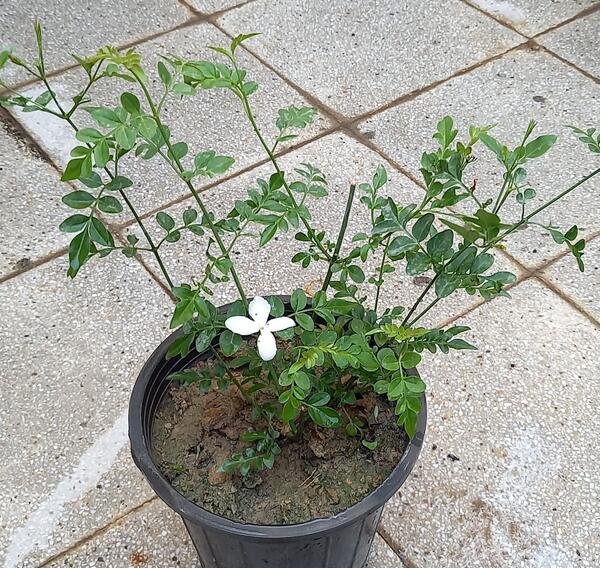 عکس یاس رونده