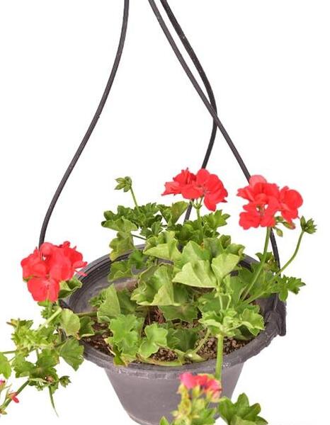 عکس یاس رونده