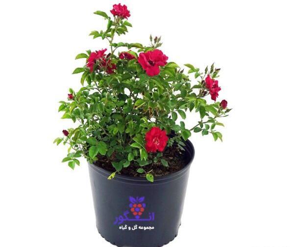 عکس یاس رونده