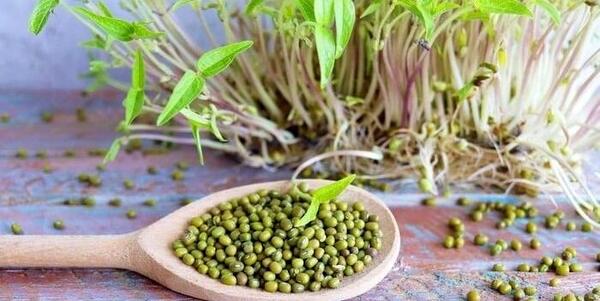 عکس سبز شدن ماش