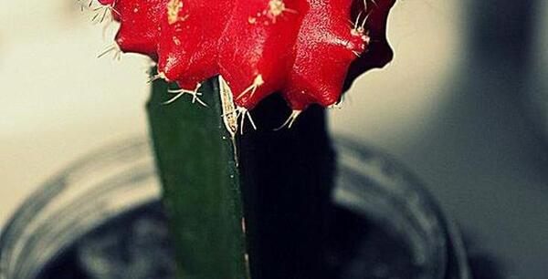 عکس کاکتوس و گل
