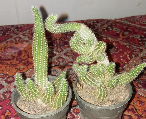 عکس کاکتوس و گل