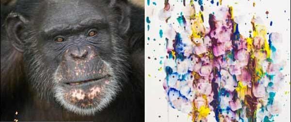 عکس شامپانزه ها