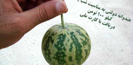 عکس قرمزترین انار دنیا