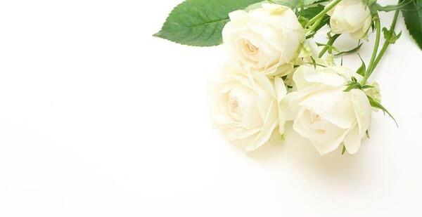 عکس سفید دور گل