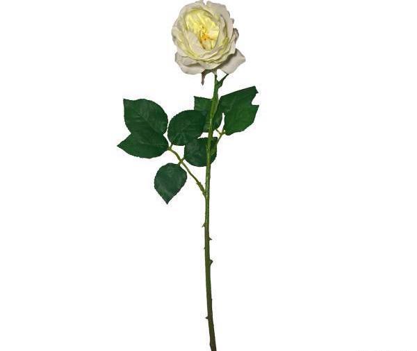 عکس گل رز انگلیسی