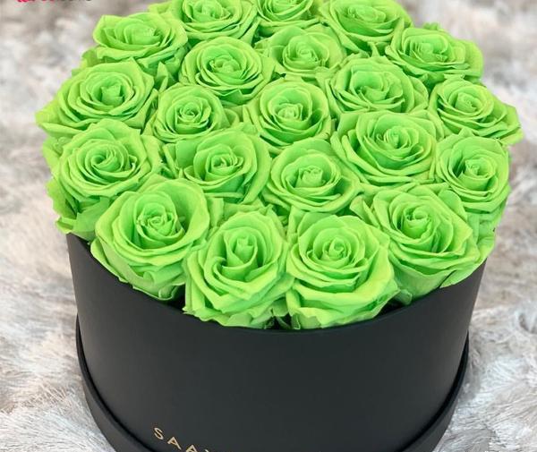عکس گل رز انگلیسی