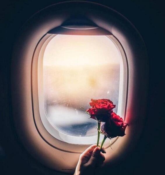 عکس گل رز انگلیسی