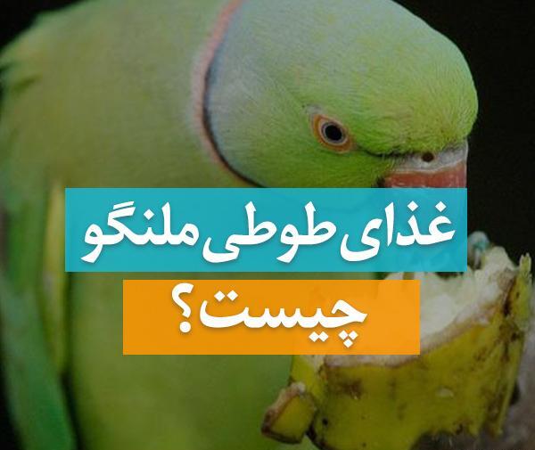 عکس خوابیدن طوطی برزیلی