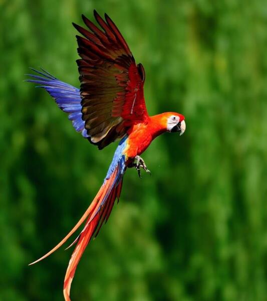 عکس خوابیدن طوطی برزیلی
