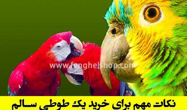 عکس خوابیدن طوطی برزیلی