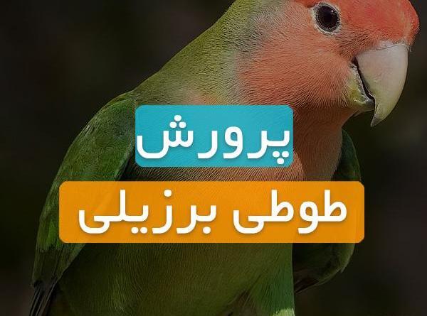 عکس خوابیدن طوطی برزیلی
