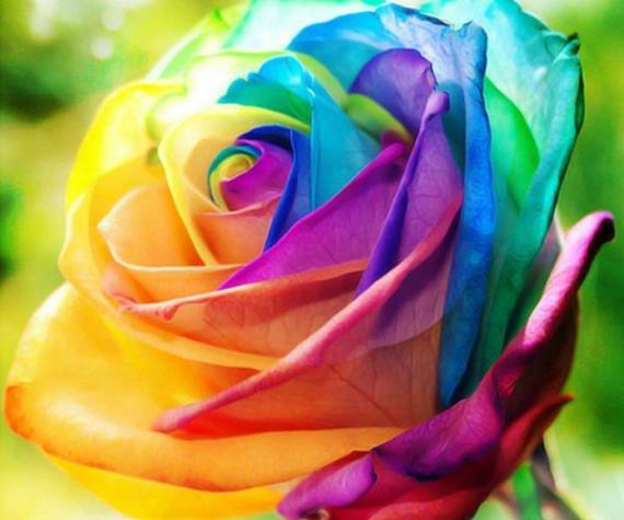 عکس قرمز گل رز