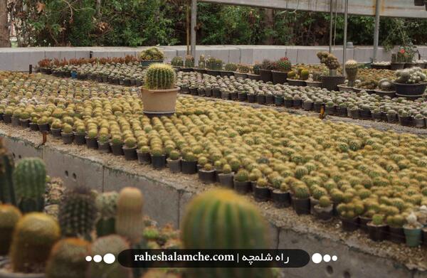 عکس کاکتوس لوبیویا