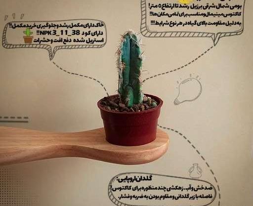 عکس کاکتوس لوبیویا