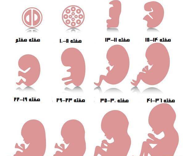 عکس بارداری چهارم